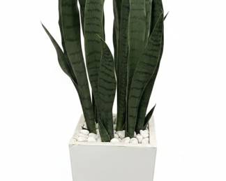 Sansevieria Trifasciata in White Planter