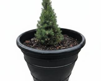 Dwarf Alberta Spruce in Black Pot