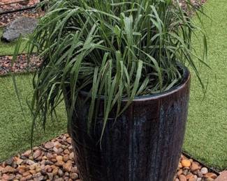 Large Glazed Ceramic Planter with Liriope Grass