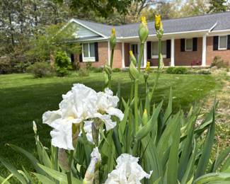 White Bearded Iris 'Immortality'