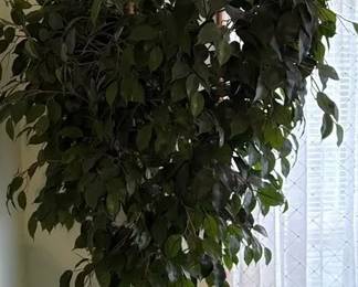 Artificial Ficus Tree