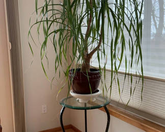 Lot 89: Large House Ponytail Plant, Metal And Glass Table