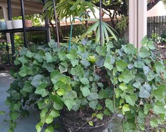 LARGE IVY PLANTER