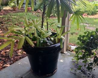 LARGE PLANTER WITH PALM