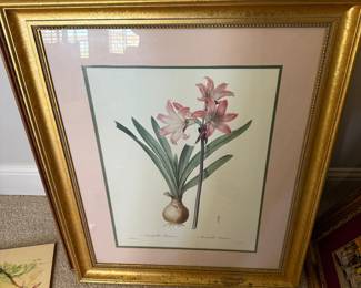 Pierre-Joseph Redoute Amaryllis Belladonna Lily Matted Framed Color Print