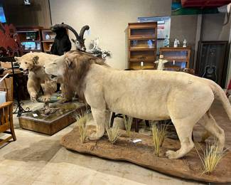 Exotic Taxidermy