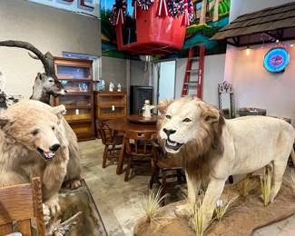Full body lion taxidermy