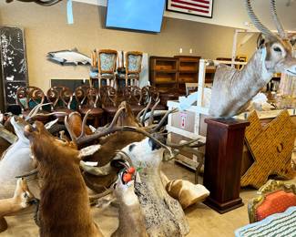 Taxidermy collection
