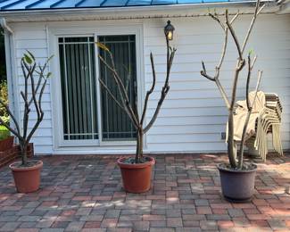 Trees