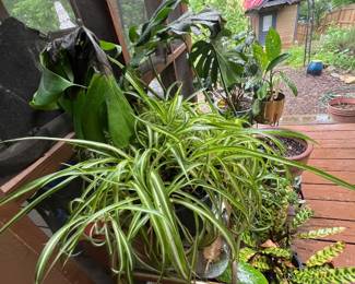 Houseplants