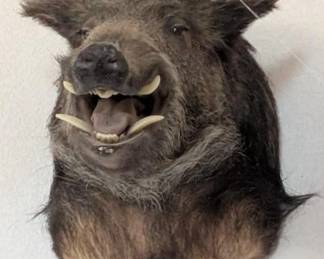 boar