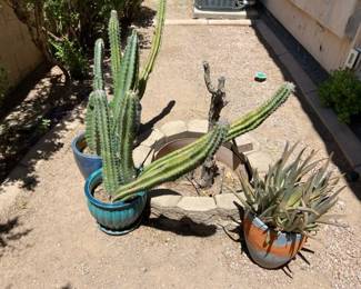 Cactus Plants And Pots