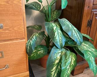 Plants