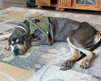 Our mascot, George! He’ll be visiting as soon as he is settled in!