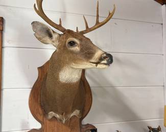8-point whitetail shoulder mount