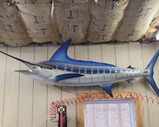 48.1.Blue Marlin fullsize mount, tip of lower jaw broken, otherwise very nice