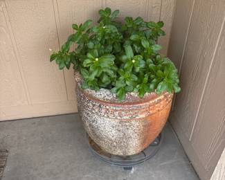 Plants
