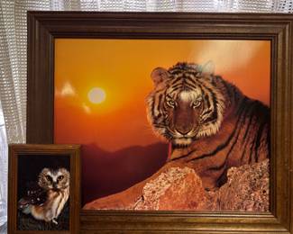 Framed "Tiger in the Wild at Sunset" Print