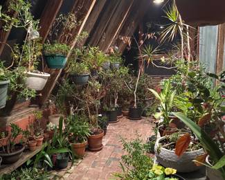 houseplants