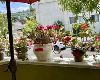 Garden items - plants and pots