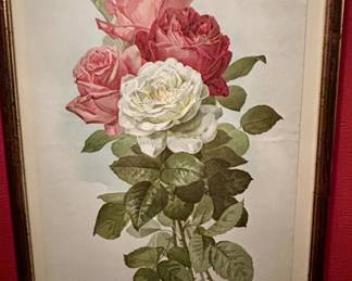 Paul de Longpré Roses  Paul de Longpré Rose Print 