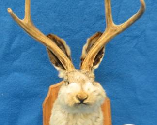 Lot 404. 4-point jackalope mount