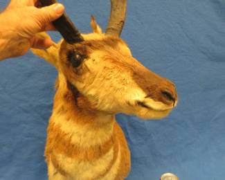 Lot 74. Antelope mount