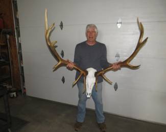 Lot 349. 7 x 6 elk antlers set in a plaster skull