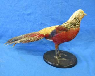 Lot 278. Golden pheasant mount