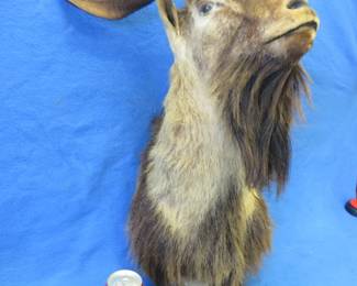 Lot 273. Goat shoulder mount. Specific species undetermined.