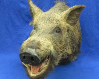 Lot 73. Wild Boar head mount
