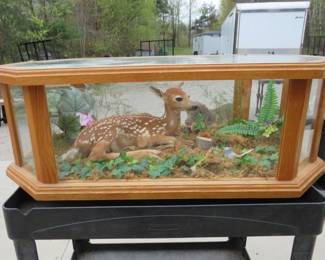 Lot 136. Mounted fawn whitetail deer in a wood and glass cabinet. 44 x 25 x 24 inches