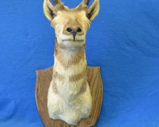Lot 275. Pronghorn shoulder mount