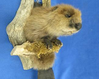 Lot 214. Beaver mount