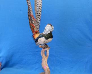 Lot 277. Lady Amherst pheasant mount. 54" tall.