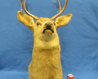 Lot 72. 4 x 4 mule deer mount