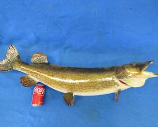 Lot 270. 36" Northern Pike mount