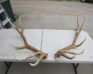 Lot 348. Set of 6 x 6 elk antlers