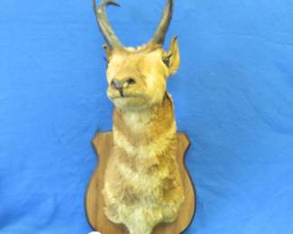 Lot 271. Pronghorn shoulder mount