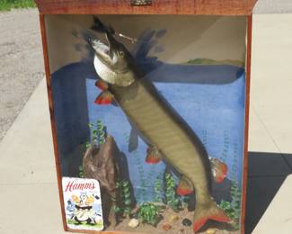 Lot 500. 48 1/2", 30-pound Musky chasing a lure, mounted in a display box with vegetation and a water scene, has color-changing lights with a remote. 48" x 39" x 11", the Hamm's sign is affixed to the front Plexiglass.
