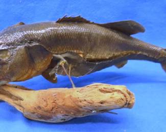 Lot 463. Largemouth bass wall mount. Approx. 21". Needs a little reattachment.