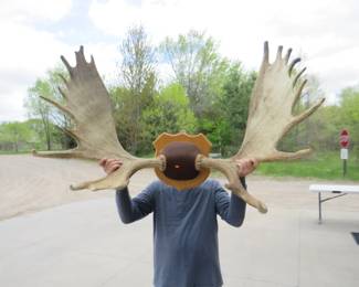 Lot 347. Mounted set of moose antlers. Approx. 52" spread.