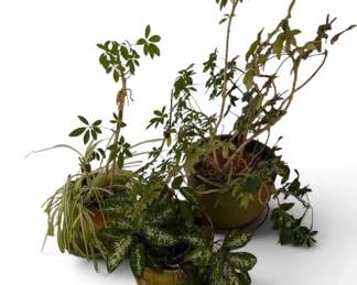 Three Live Potted Plants