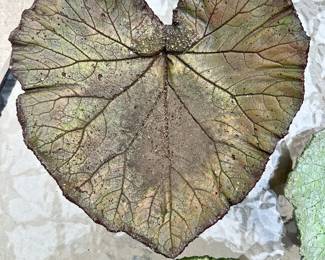 #050 Set of 3 Painted Concrete Leaves Large 12x12 Medium 11.5 x 8.5 Small 8x6.5 $32