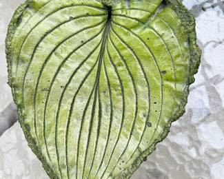 #050 Set of 3 Painted Concrete Leaves Large 12x12 Medium 11.5 x 8.5 Small 8x6.5 $32