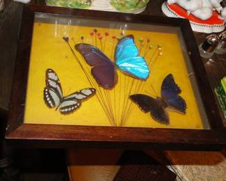 Butterfly Taxidermy
