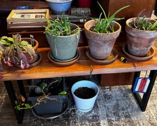 Assorted Plants and Planters