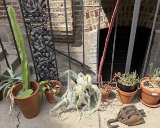 many cactus 