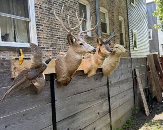taxidermy 
