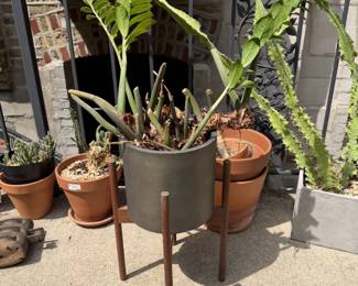 more plants